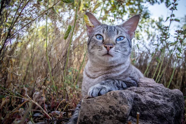 非洲的草丛中躺着一只蓝眼睛的猫 — 图库照片