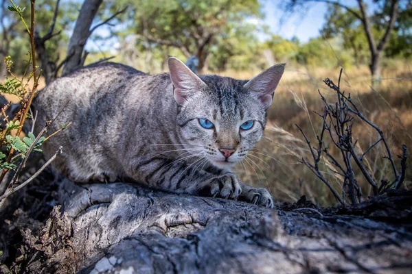 Chat Aux Yeux Bleus Grattant Arbre Afrique — Photo