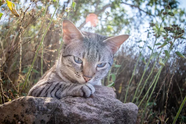 Niebieskooki Kot Leżący Między Trawą Afryce — Zdjęcie stockowe