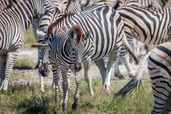 Bebe Zebre Entre Les Autres Zebres Plaine Equides Stock Photo