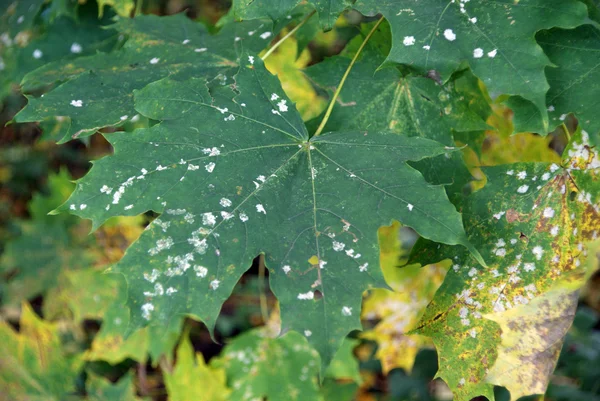 Groene blad esdoorn. Bos. Rusland Rechtenvrije Stockfoto's