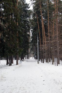 Kent Ormanı. Zhukovsky kasaba. Rusya
