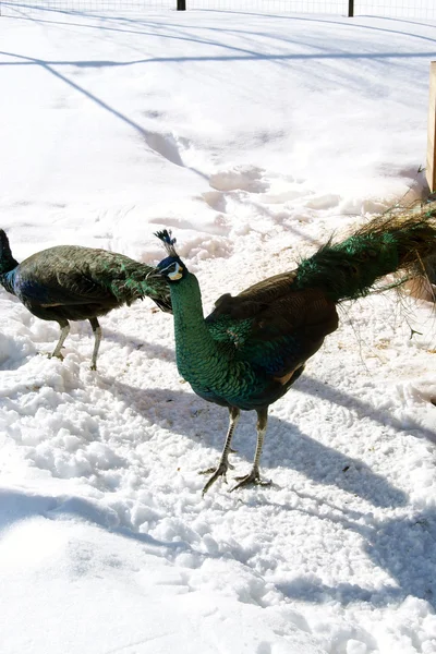 Kuş Parkı. Kaluga şehir. Rusya.