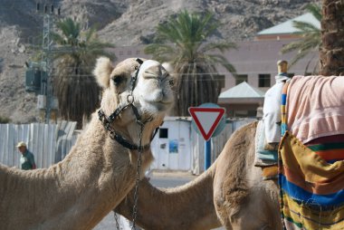 Eilat, İsrail'in tatil beldesi