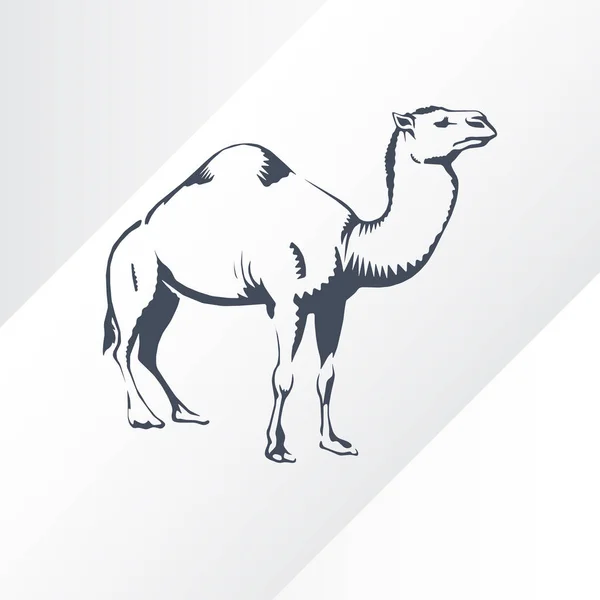 Kamel. Handritad vektor illustration. Kan användas separat från din design. — Stock vektor