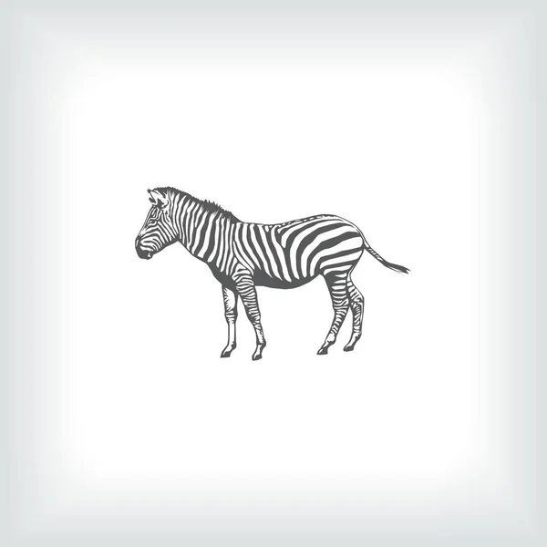 Zebra vektor web icon — Stock vektor