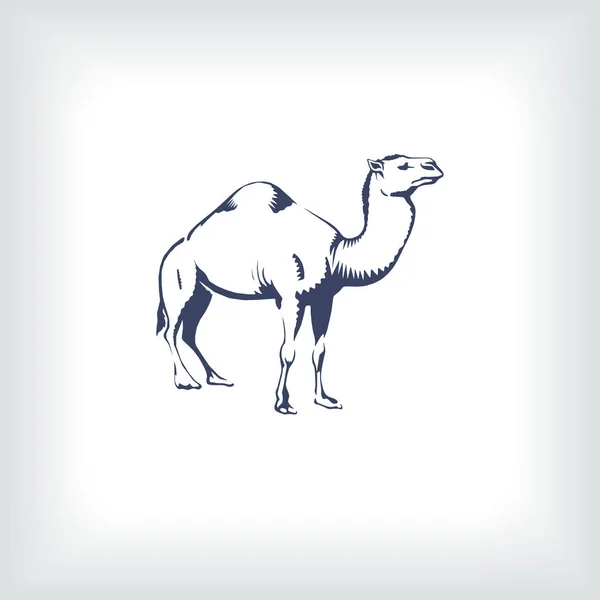 Kamel. Handritad vektor illustration. Kan användas separat från din design. — Stock vektor