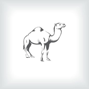Deve. El çizimi vektör çizimi. Tasarımınızdan ayrı olarak kullanılabilir.