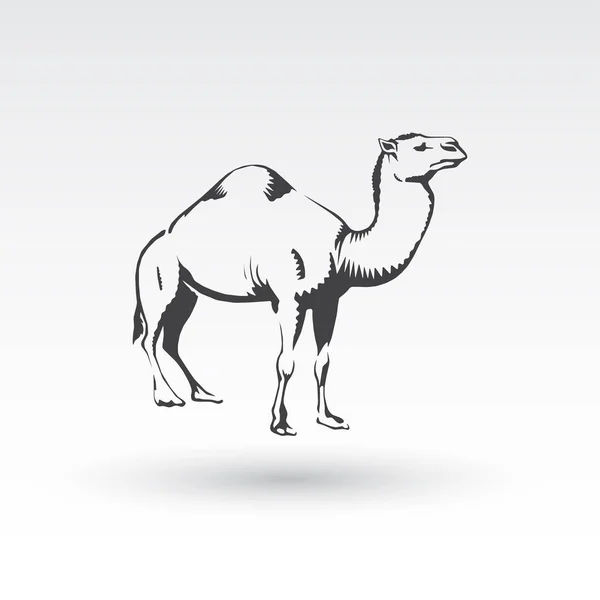 Camel. Hand drawn vector illustration. Can be used separately from your design. — Stock Vector