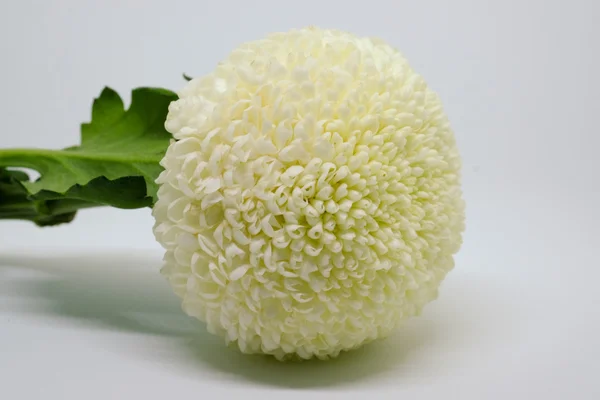 Beyaz arkaplanda beyaz kasımpatı izole