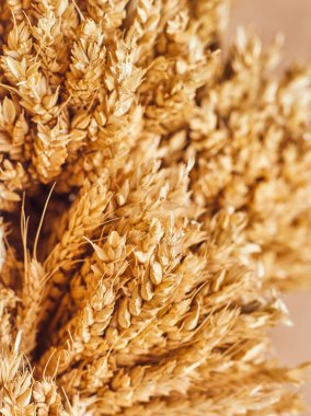 Tohumlar ve spikelets.