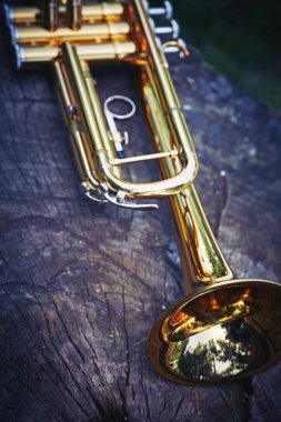 Ahşap yüzeyde bir güdük ormanın içinde yatan trompet müzik.