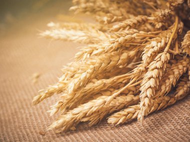 Tohumlar ve spikelets.