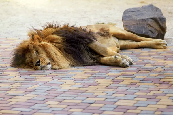 A tired lion sleeps in the shadows.
