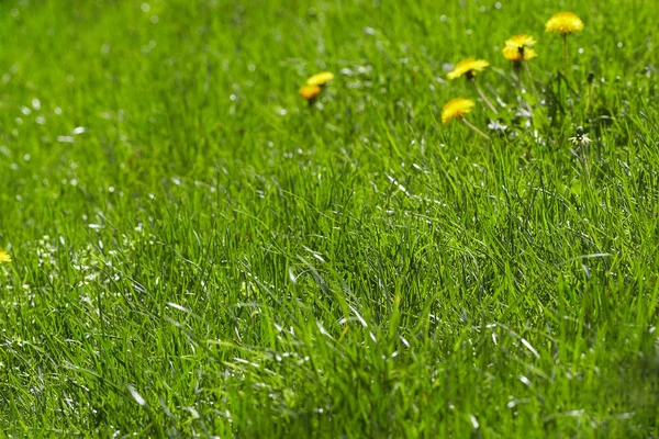 Fragmento de primer plano de un césped verde en un parque con flores amarillas . — Foto de Stock