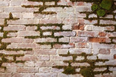 Aşırı büyümüş yeşil yosunlu eski bir tuğla duvara yakın çekim.