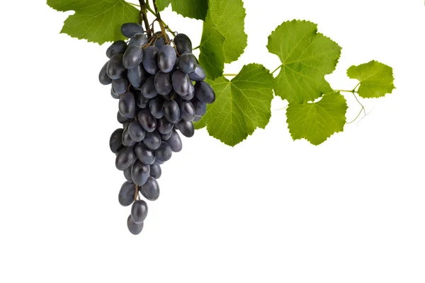 Un grappolo di uva blu su un ramo — Foto Stock