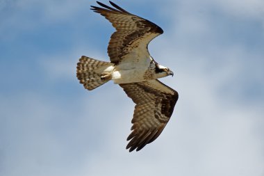 Osprey uçuş