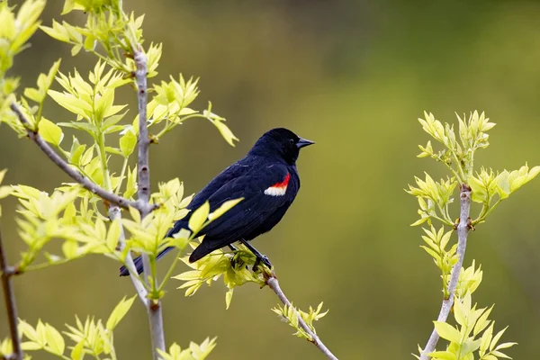 Perched Red-Winged Blackbird