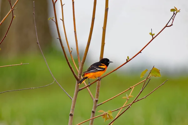 Baltimore Gylling på en gren — Stockfoto