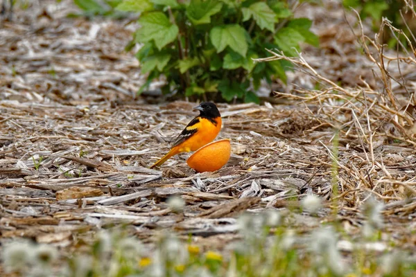 Baltimore Oriole med en Orange — Stockfoto