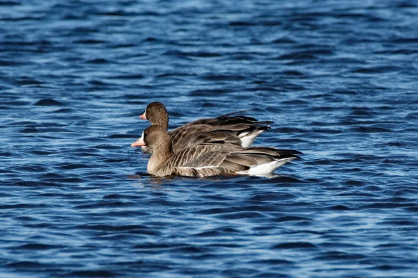 Weißstirngänse auf dem Wasser — Stockfoto