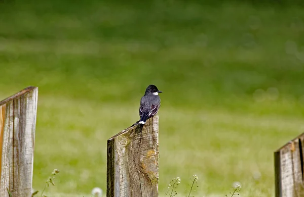 Östlig Kingbird tittar på sidan — Stockfoto