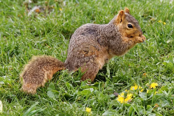 Fox Squirrel in het gras Stockfoto