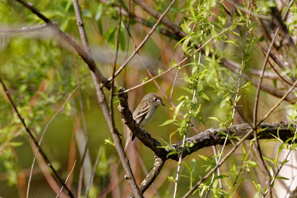 Moucherolle à ventre jaune dans un arbre — Photo