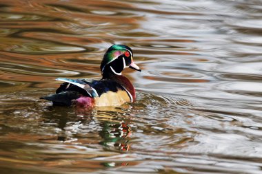 Akşam ışığında yüzen bir Wood Duck Drake. Des Moines, Iowa - 5 Kasım 2016