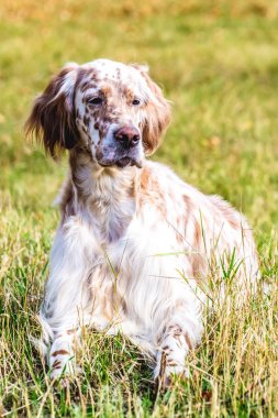 Güzel köpek ormanda sağdaki yalan