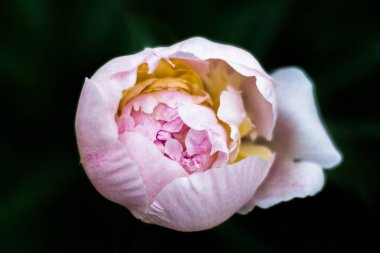 Siyah arka planda pembe şakayık