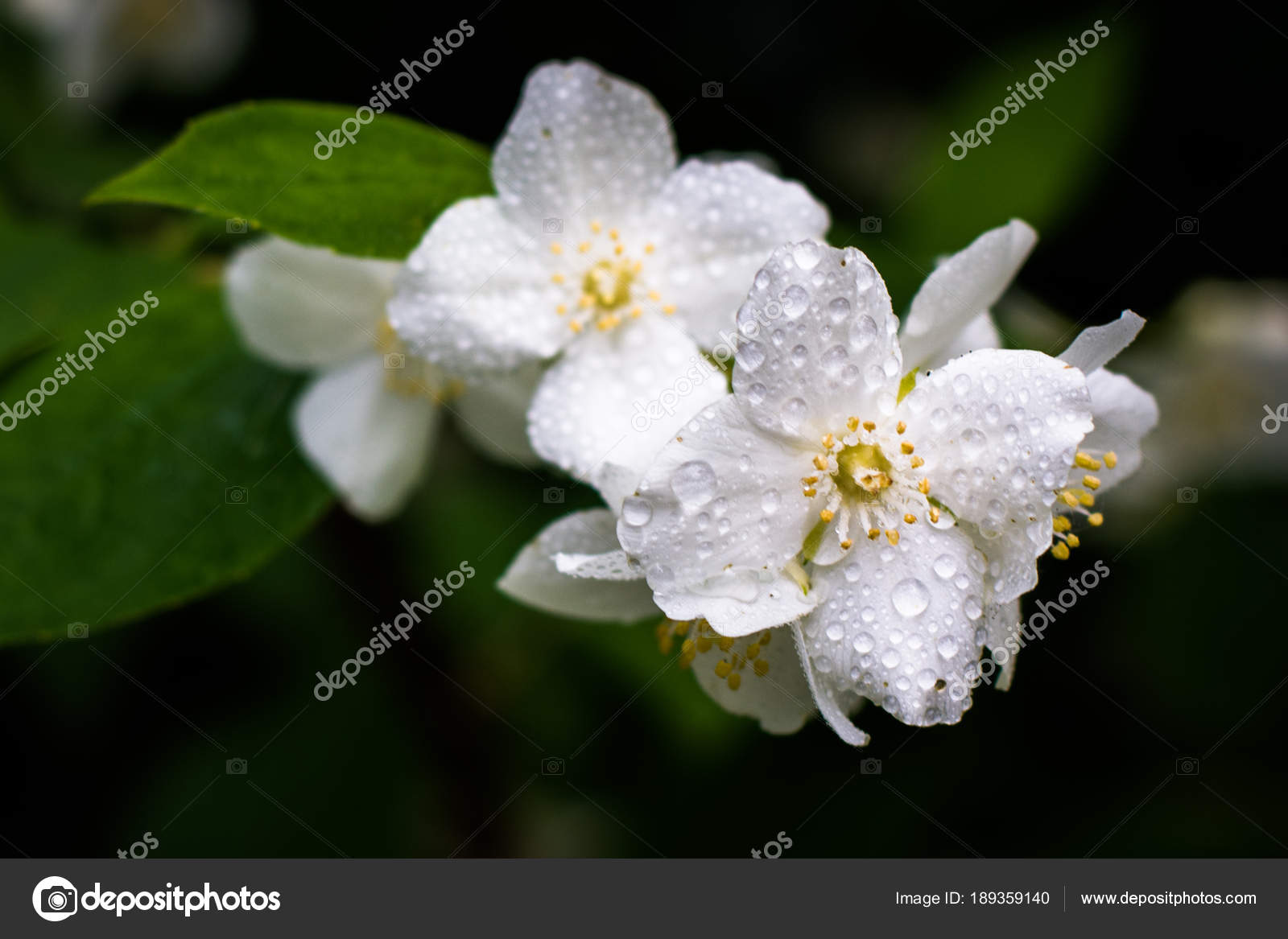 White Jasmine Rain Dark Background Stock Photo White Jasmine Rain Dark Background Stock Photo
