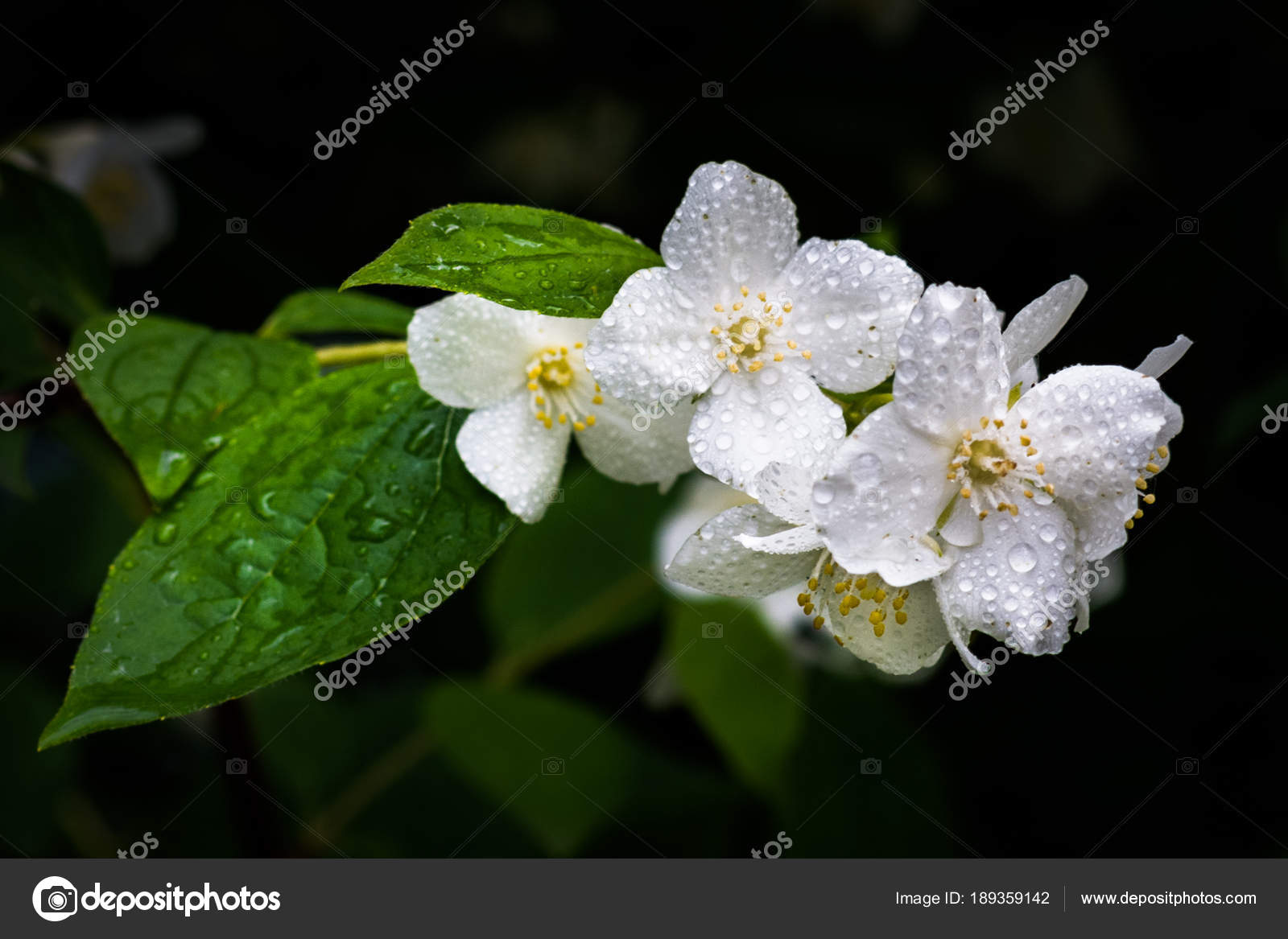 White Jasmine Rain Dark Background Stock Photo White Jasmine Rain Dark Background Stock Photo