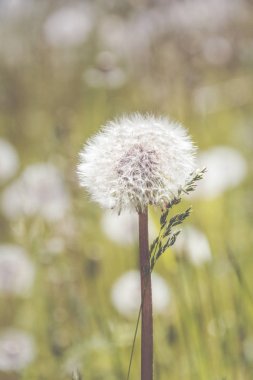 Yeşil çayır üzerinde olgun karahindiba