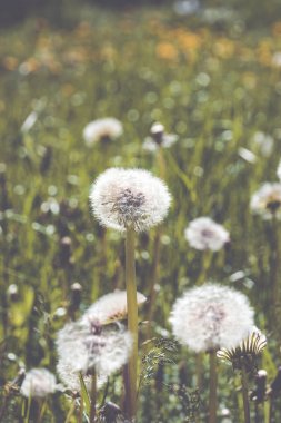 Yeşil çayır üzerinde olgun karahindiba
