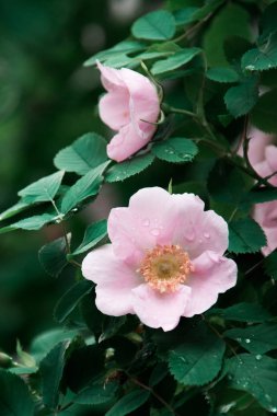 Bir dogrose bir yağmur sonra Pembe çiçek kuşburnu