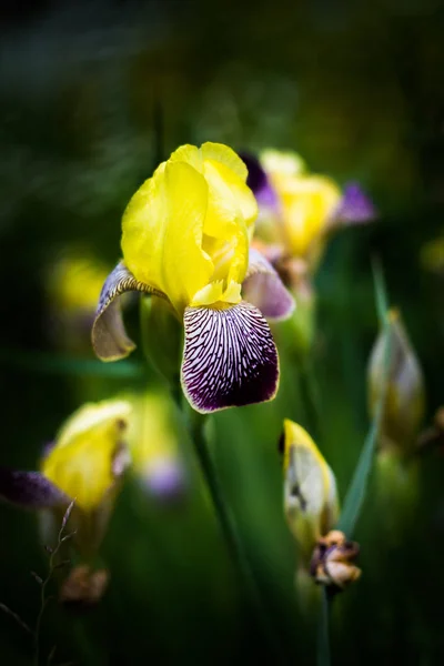 Iris Jaune Après Pluie Dans Herbe Macro — Photo