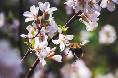 Yaban arısı ve kiraz çiçekleri yakın çekim