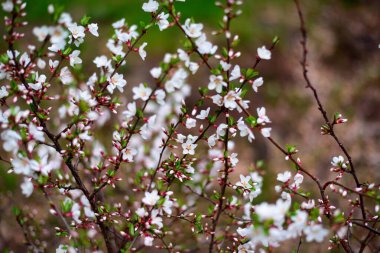 Çiçekli kiraz baharı arkaplanı yakın plan