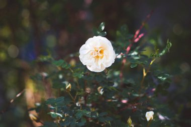 Çiçek açan beyaz köpek yeşilliklerin arasında yükseldi yakın plan