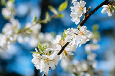 Çiçekli kiraz baharı arkaplanı yakın plan