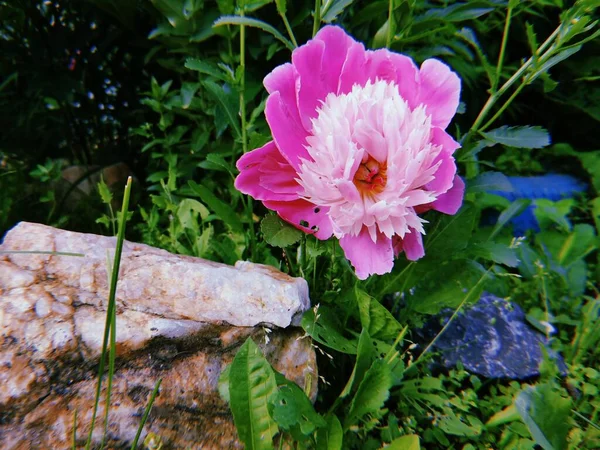 Rosa Pfingstrose Grünen Blättern — Stockfoto