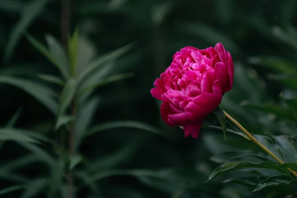 Pivoine Rose Aux Feuilles Vertes — Photo