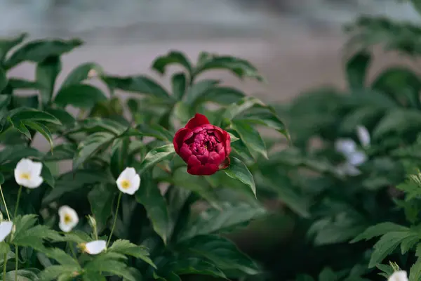 Pivoine Rose Aux Feuilles Vertes — Photo