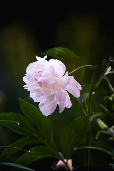 Pivoine Rose Aux Feuilles Vertes — Photo