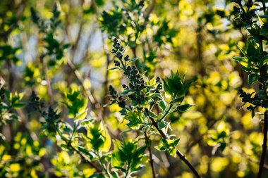 İlk yeşil bahar yaprakları gün ışığında