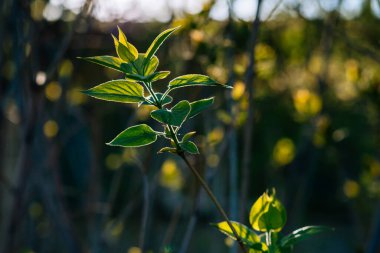 İlk yeşil bahar yaprakları gün ışığında