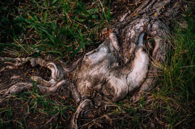 Çimenlerde büyük ağaç kökleri