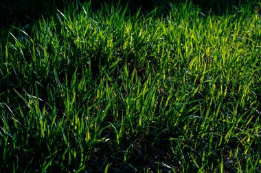 Yakından bakınca yeşil çimen